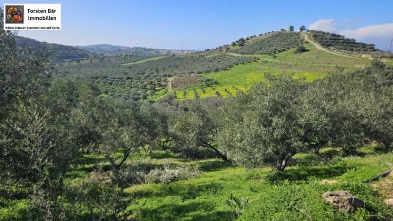 Kouses Kreta, Kouses: Baugrundstück 3.600 m² mit Baugenehmigung Grundstück kaufen